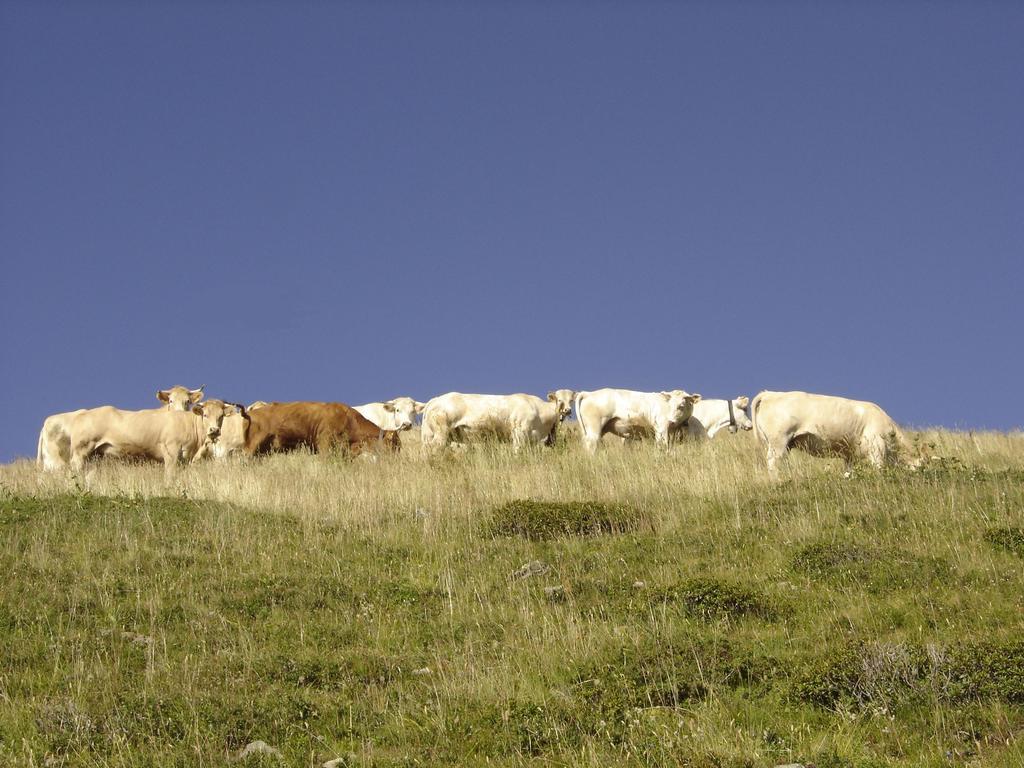 Gite Le Cerf De Belledonne Sainte-Agnès Exterior foto